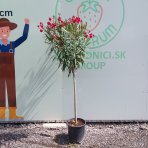 Oleander obyčajný (Nerium oleander) ČERVENÝ – výška 150–170 cm, obvod kmeňa 8/10 cm, kont. C18L, na kmienku